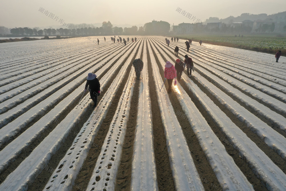 小寒 农业 萝卜
