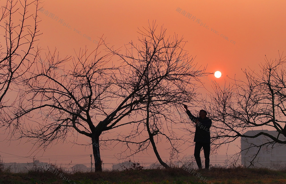 小寒 农事 油菜 管护
