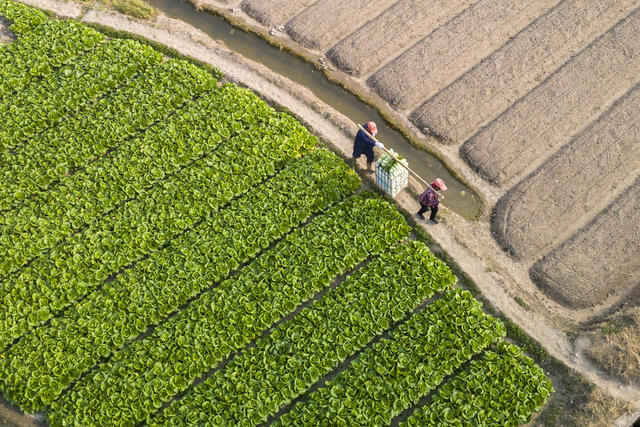 娄底 小寒 采收