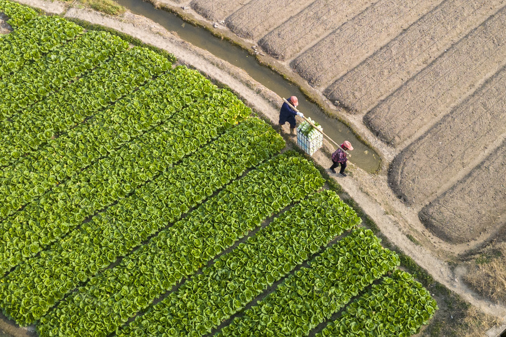 娄底 小寒 采收