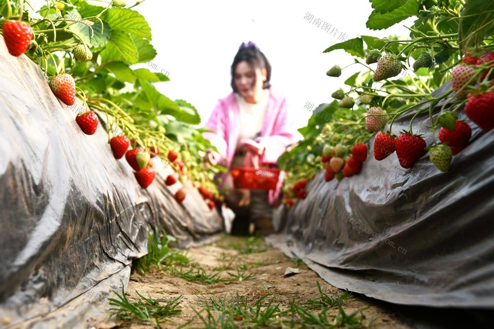 草莓飘香引客来
