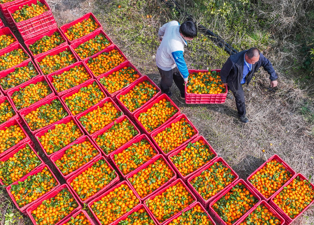 柑橘
道县
砂糖桔