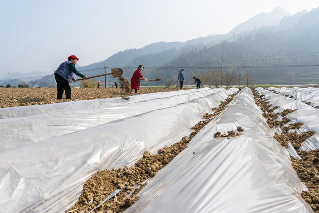 小寒时节寒冷加重  当地村民抢抓农时为为马铃薯等盖“被”加“衣”御寒护苗  确保农事增产增收