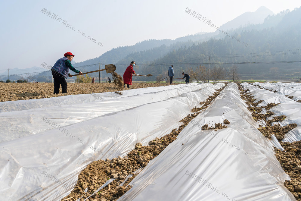 小寒时节寒冷加重  当地村民抢抓农时为为马铃薯等盖“被”加“衣”御寒护苗  确保农事增产增收