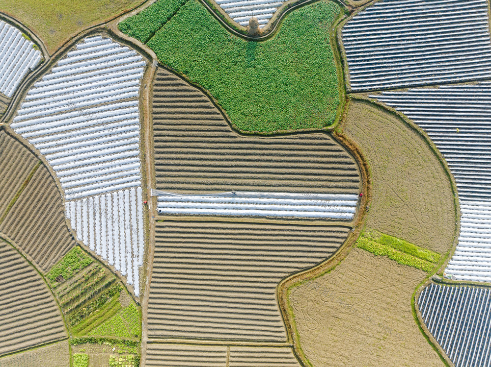 小寒 田间管护 农忙