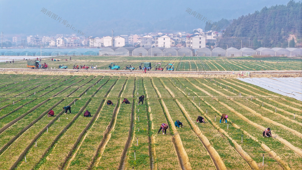 蔬菜  管护  小寒  农事