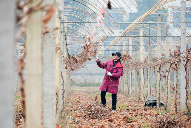农业  二十四节气  小寒  葡萄生产  冬季管理  剪枝
