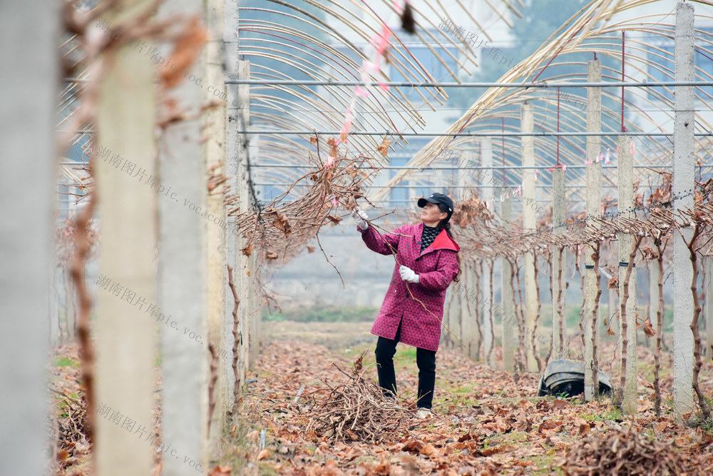 农业  二十四节气  小寒  葡萄生产  冬季管理  剪枝
