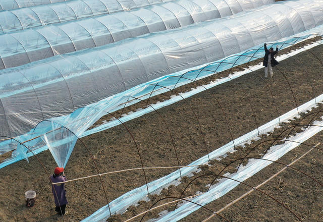 嘉禾：小寒时节农事忙