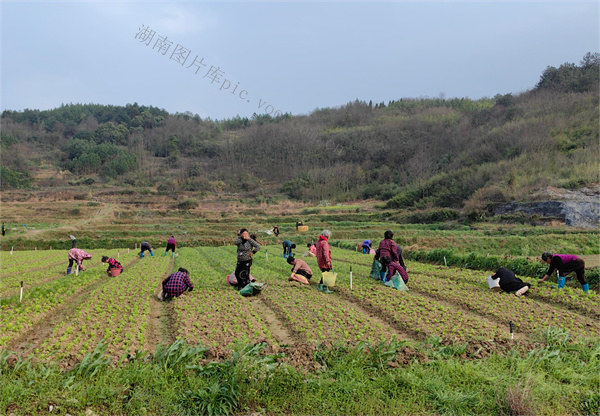 2025年1月5日，小寒农事忙