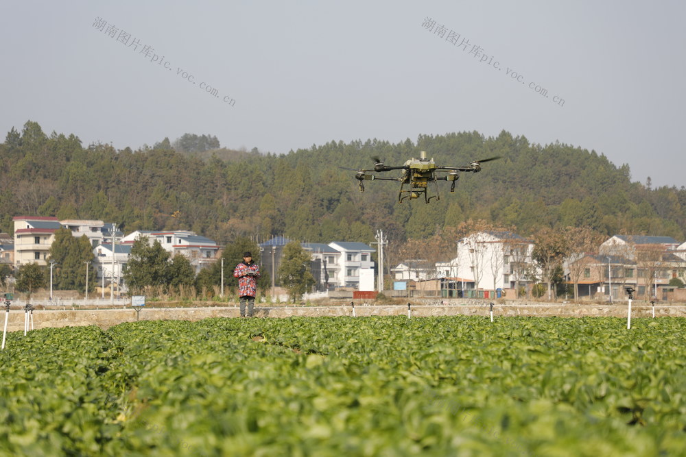 湖南新田：“飞防”作业助力蔬菜冬管