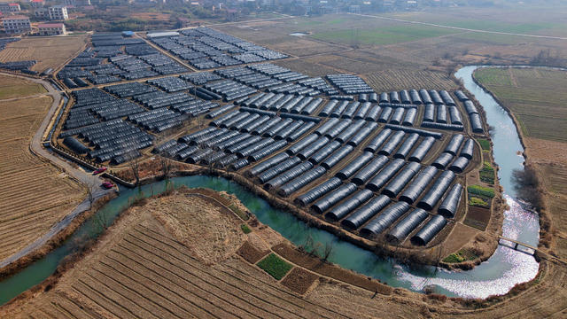 大棚  农业  经济  产业  乡村振兴