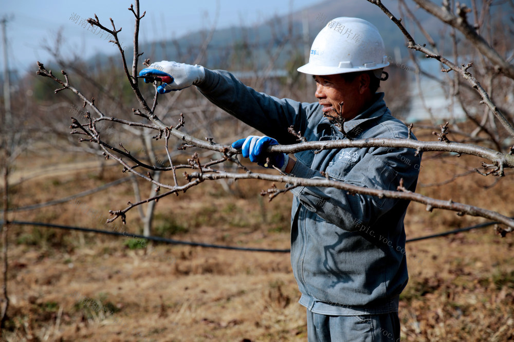 湖南桂东 “小寒”  果园 冬管 忙 村民