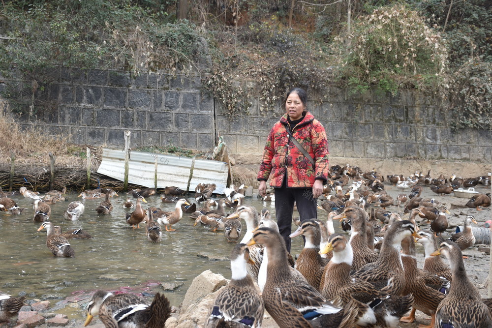 养鸭致富 干劲足