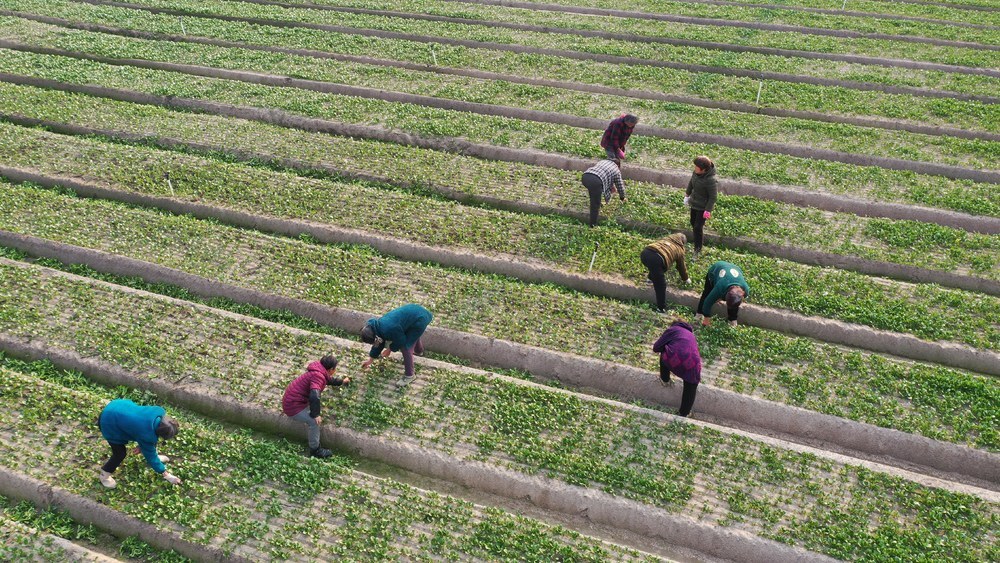 湖南新田：管护蔬菜促增收
