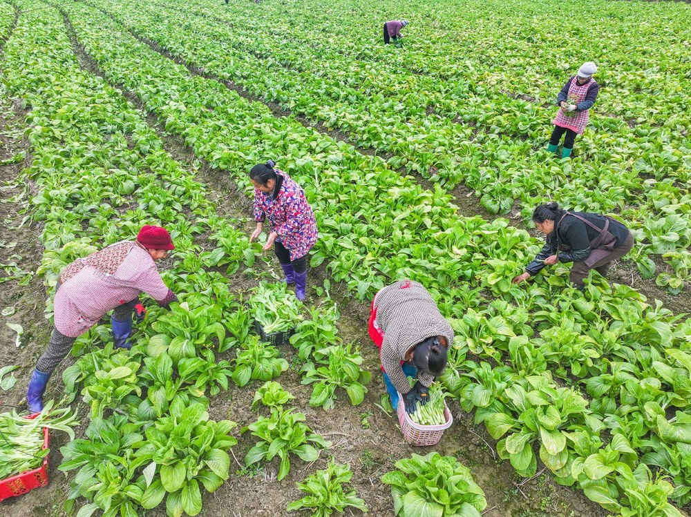 蔬菜
道县
菜篮子
