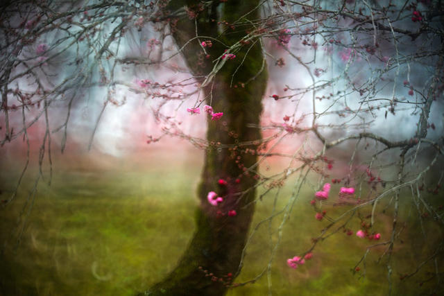 湖南 龙山 梅花 飘香 寒风 绽放