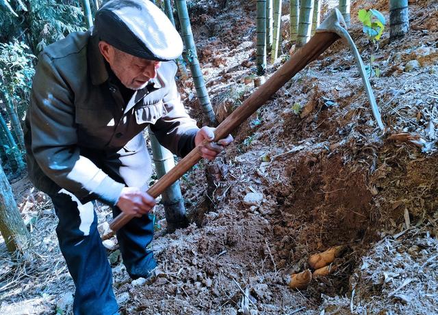 湖南桂东 绿水青山 金山银山 挖笋 楠竹林 村民