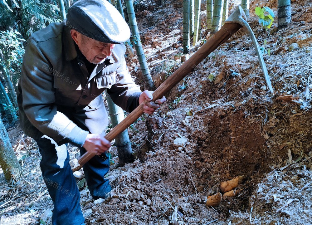 湖南桂东 绿水青山 金山银山 挖笋 楠竹林 村民