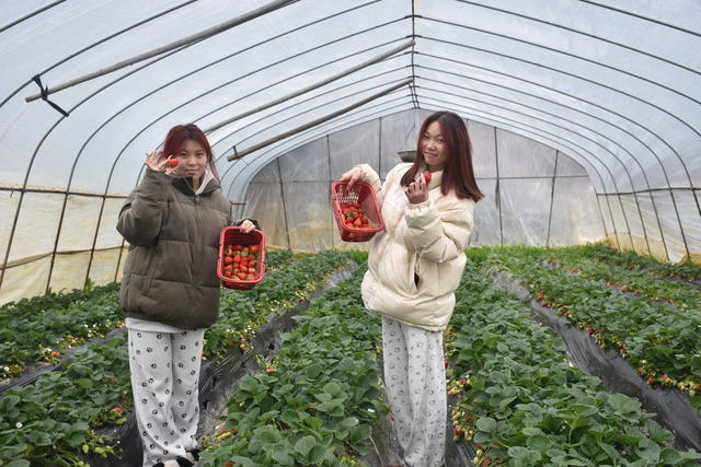 草莓飘香引客来