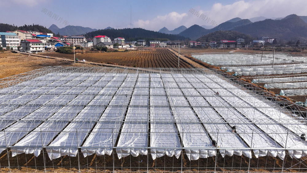 航拍  湖南  郴州市  苏仙区  五盖山镇  大奎上村  蔬菜基地  村民  蔬菜基地  钢架大棚  盖膜  蔬菜  黄建华