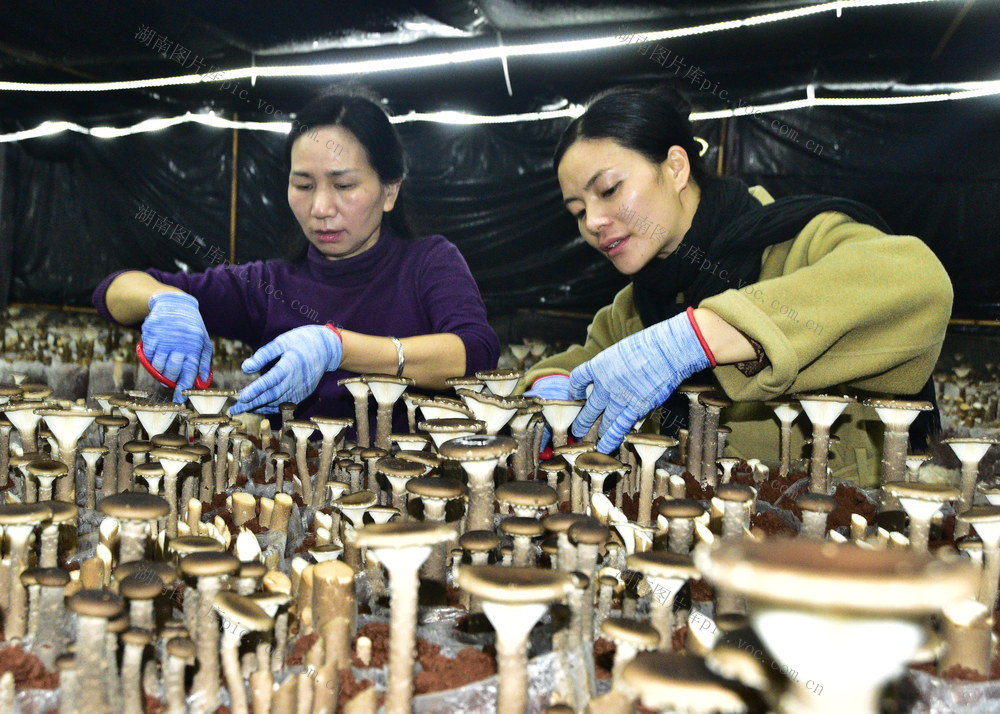 嘉禾：产业种植助增收