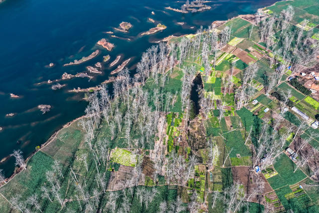 冬景 岛 河 生态 油菜 湿地