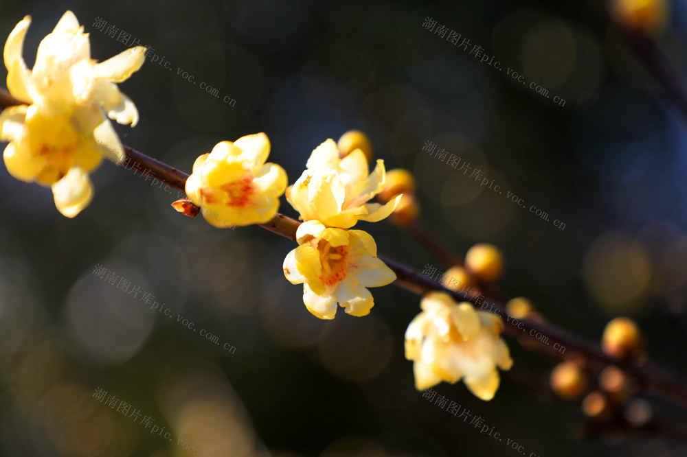腊梅  冬日  绽放  公园  景色