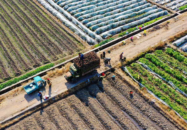 临武：  香芋丰收供市场