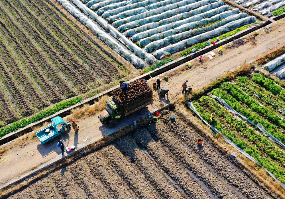 临武：  香芋丰收供市场
