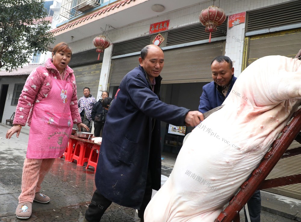  杀年猪    迎新春