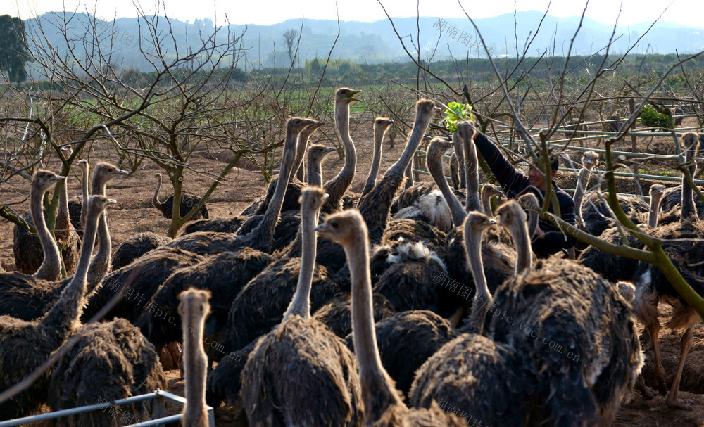 特色养殖  促增收