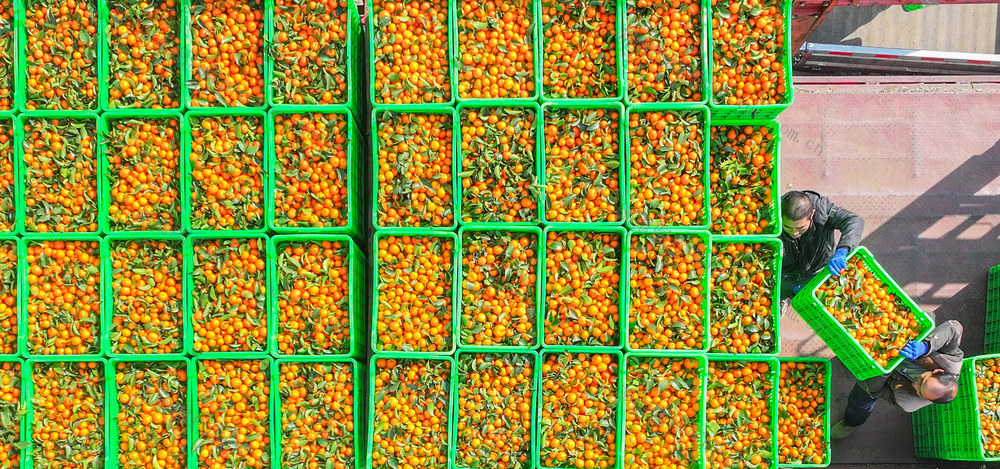 柑橘
道县
砂糖橘