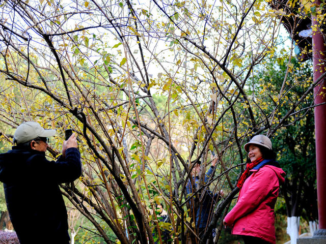 烈士公园，腊梅绽放，迎新年