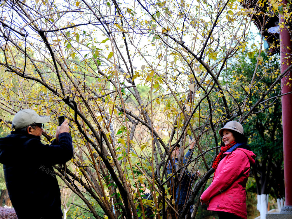 烈士公园，腊梅绽放，迎新年