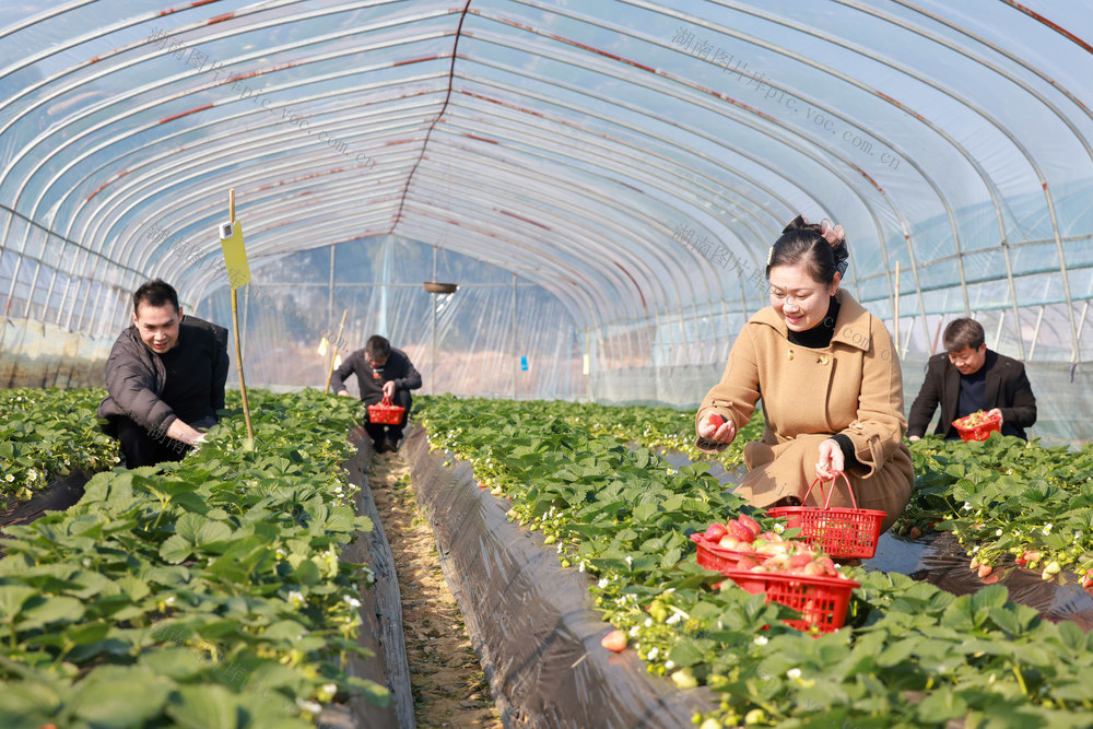 东安  采摘  草莓