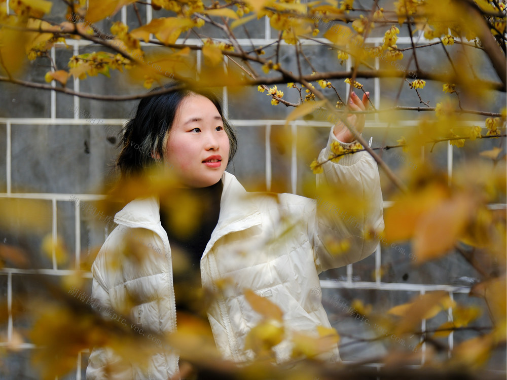 古开福寺，腊梅