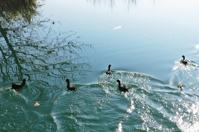 嘉禾：河畔生态美 水鸟翩翩来
