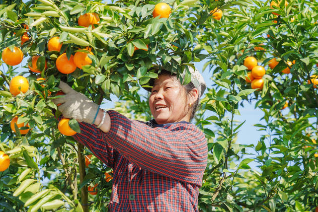 农业 水果 柑橘种植 沃柑丰收 乡村振兴