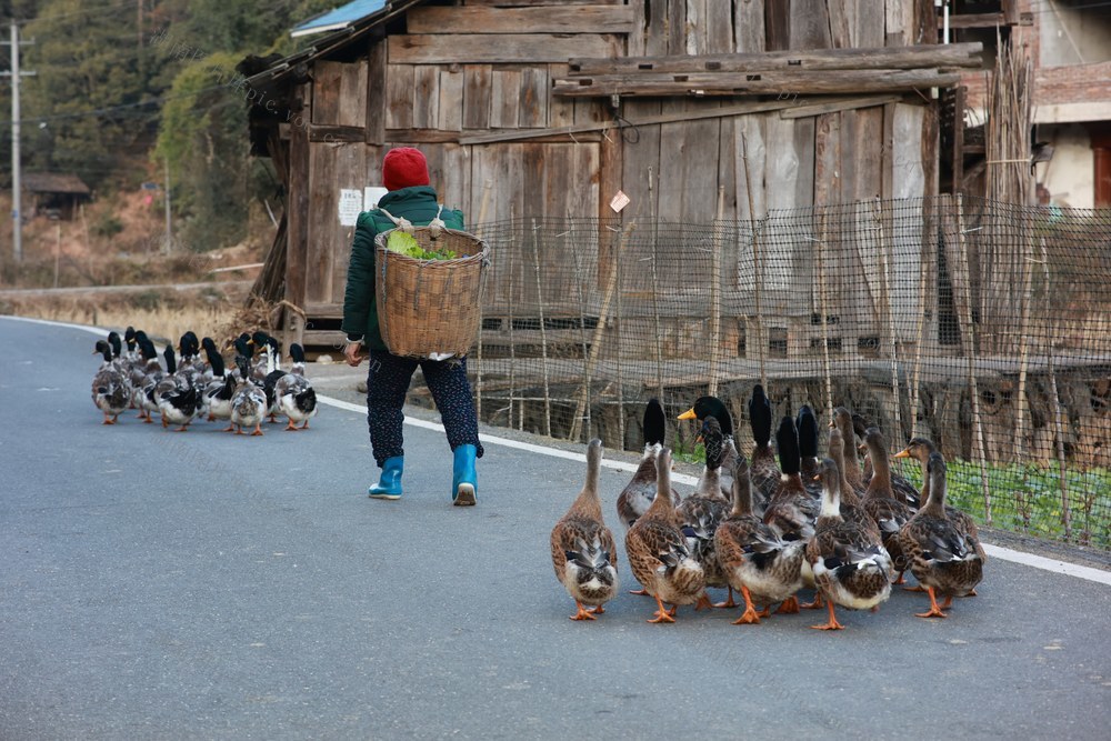 养殖 鸭子 羽毛 特色 河