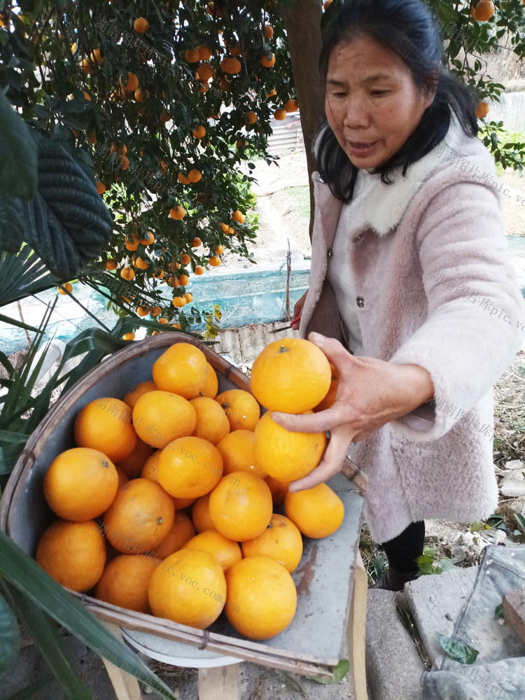 喜摘丰收氨基酸含量高为柑橘类水果之首——酸橙 ，医疗价值很高，直销春节市场