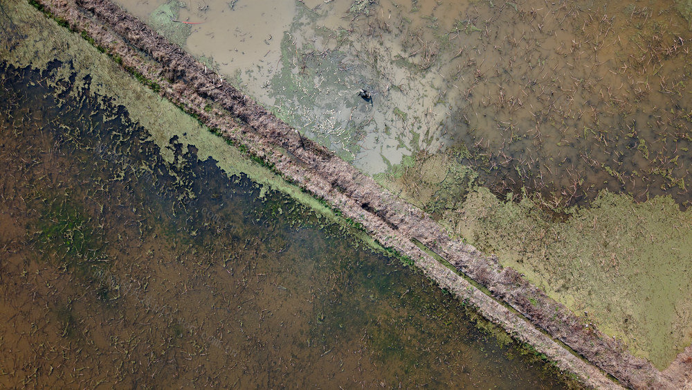 冬藕  采挖  农民  市场  莲藕