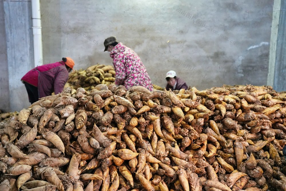 冬笋、竹笋、农产品、农业、销售