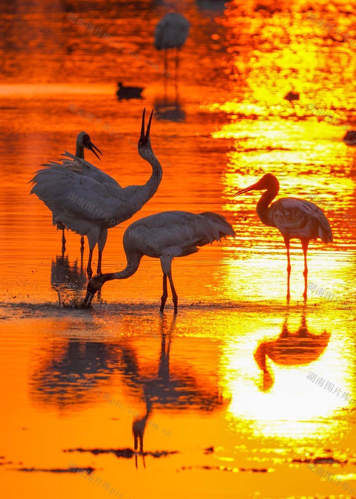 鄱阳湖白鹤戏水