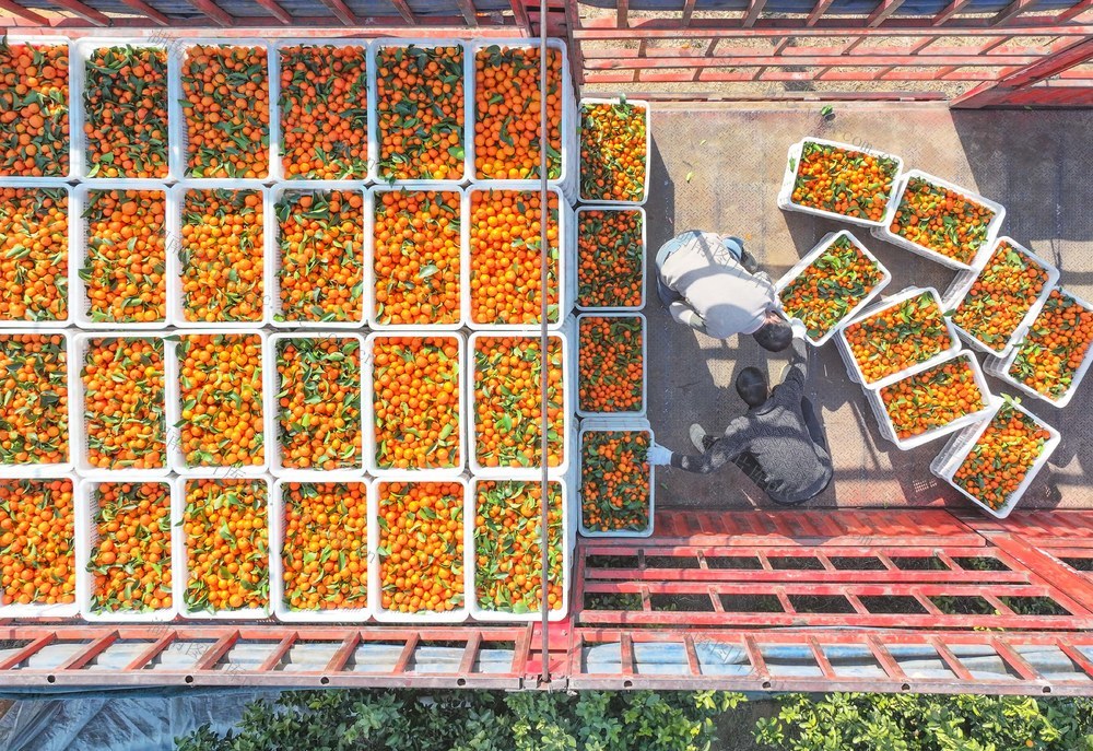 砂糖柑橘
道县