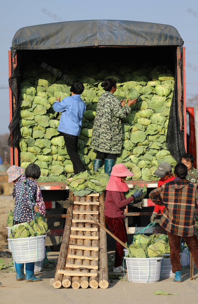 蔬菜 采收