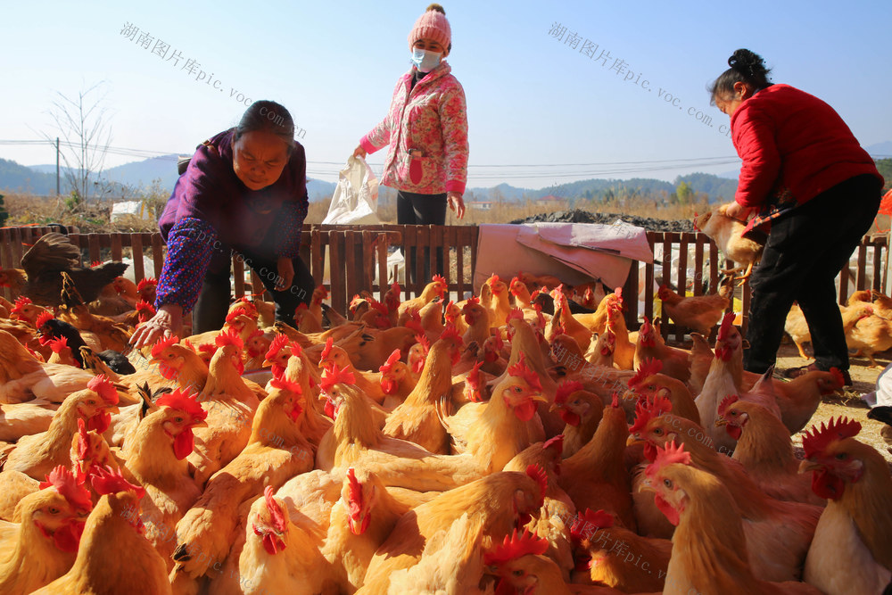 年货 集市 赶集 买新衣 猪仔 小鸡 年味