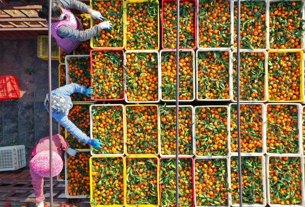 嘉禾：砂糖橘  外销忙