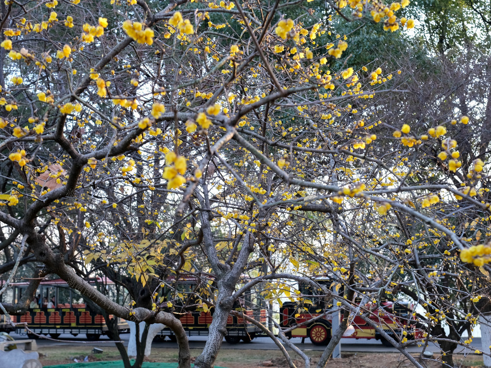 橘子洲头，鸟语花香