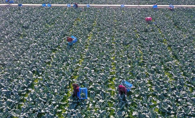 西兰花 春节保供 蔬菜市场 蔬菜产业园 富硒蔬菜 经济 采摘 菜地